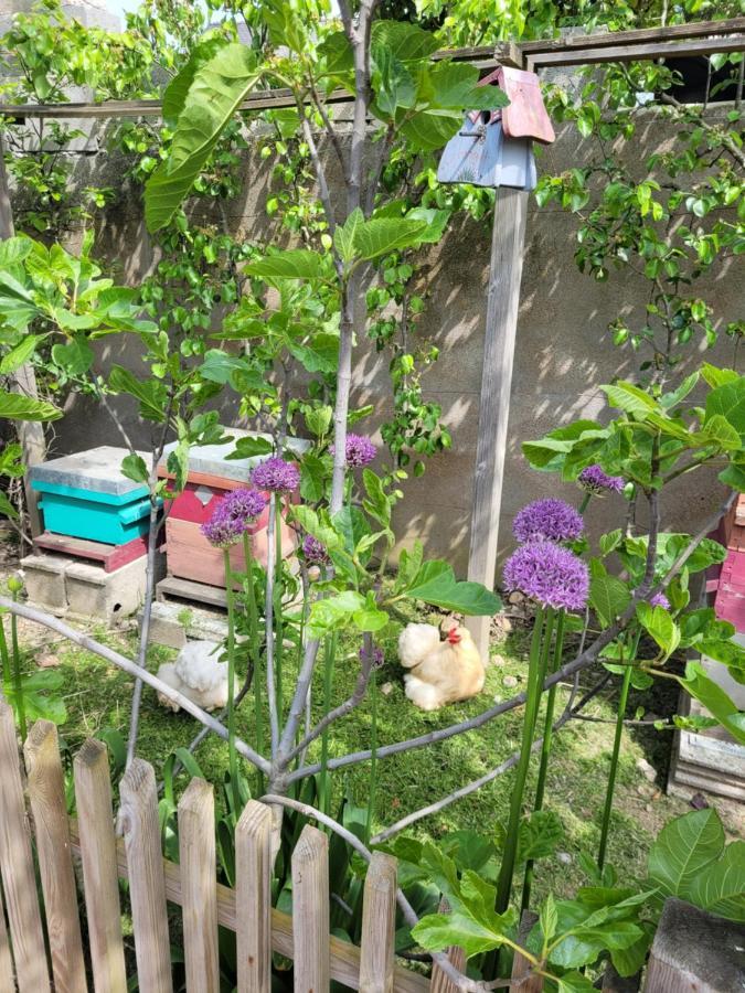 Appartement Tiny House Cosy 1 - *